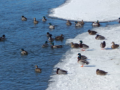 winter ducks, wildlife, nature, outside, duck, animals, water