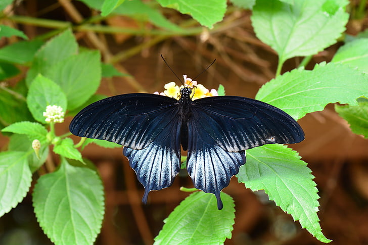 Mormón escarlata, mariposa, flora y fauna, alas, jardín, insectos, naturaleza