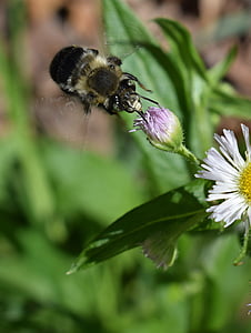 fleabane and bee, bee, fleabane, flower, blossom, bloom, plant
