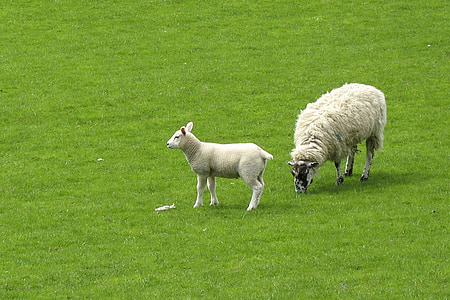 lampaat, karitsan, ruoho, niitty, laiduntaminen, laiduntaa, Kotieläimet