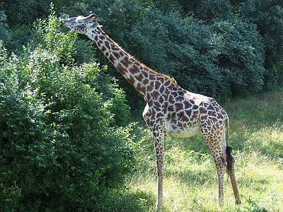 žirafa, živali, prosto živeče živali, narave, Afrika, Safari, vratu