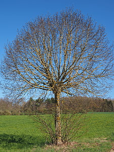 δέντρο, Kahl, άνοιξη, Φτελιά, αισθητική, στρογγυλός, βλαστάρι