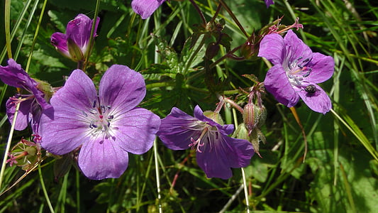 Geranio de los Pirineos, flores, Prado, naturaleza, flor, planta, púrpura