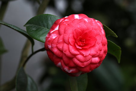 blommor, Camellia, rajec jestrebi, röd