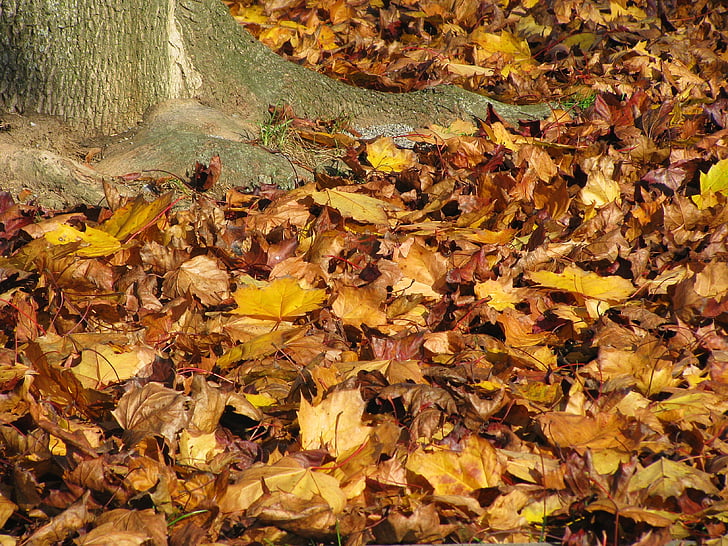 fullatge de tardor, tardor, colors, tardor daurat, fulles, color de la tardor, natura