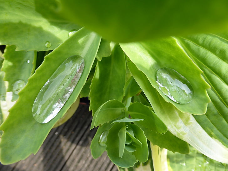 stonecrop, 공장, 잎, 자연, 빗방울