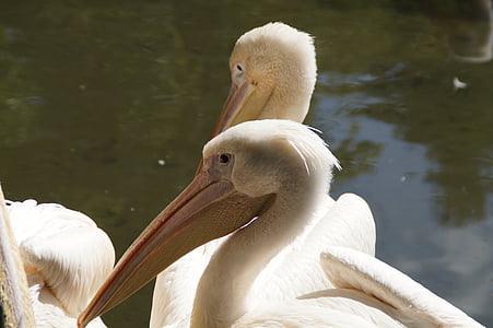 pelikan, หัว, ปิด, นก, เรียกเก็บเงิน, แนวตั้ง, ภาพสัตว์