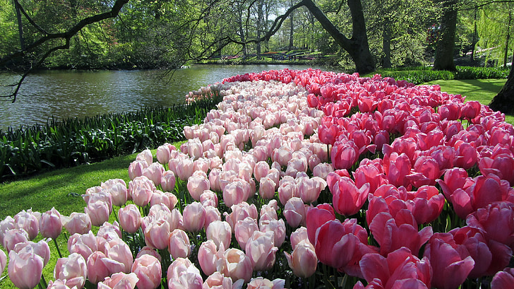 tulipani, Nizozemska, Keukenhof, pomlad, barve, narave, poletje