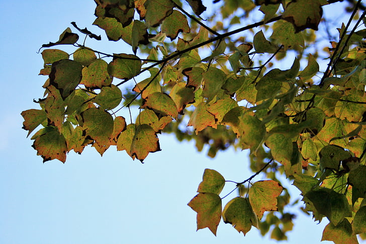 feuilles d’automne, feuilles, changeant de couleur, vert, jaune, saison, automne