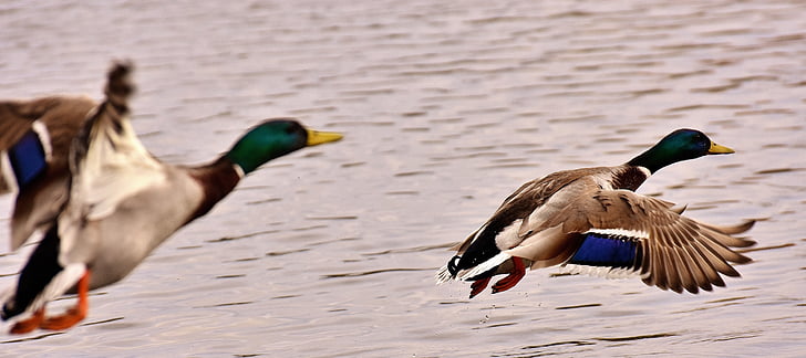 ducks, mallards, flight, fly, wing, feather, plumage