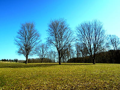 drvo, proljeće, hladno, finski, grada Espoo, luukki, priroda