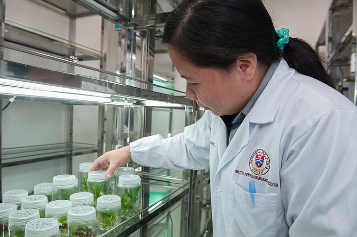 φυτό ιστοκαλλιέργεια διευκόλυνσης, Βιοτεχνολογίας Ινστιτούτο Ερευνών, Universiti Μαλαισία Σαμπάχ, ένας άνθρωπος μόνο, σε εσωτερικούς χώρους, παλτό εργαστήριο, μόνο άνδρες