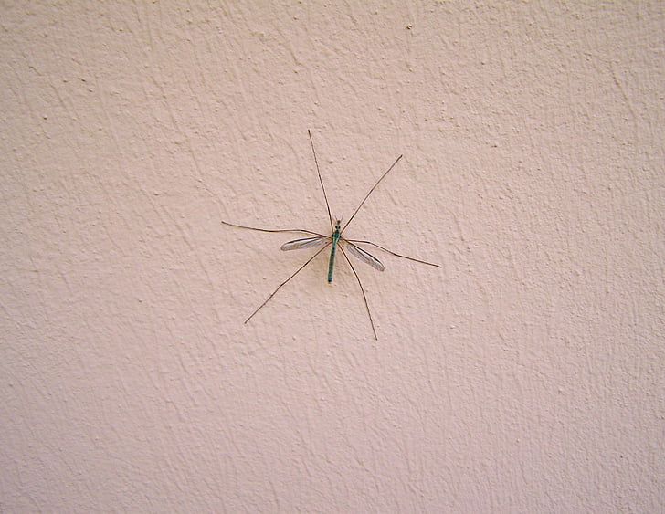 mosquito masculino, inseto, animal