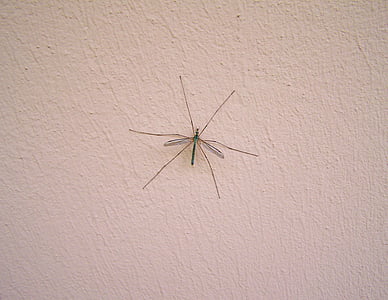 zanzara maschio, insetto, animale