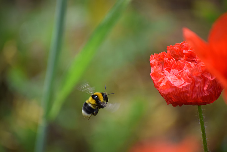 poppy, spring, bee, red, nature, flower, insect