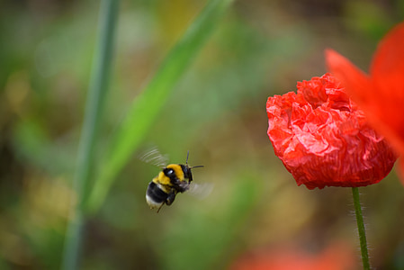 mak, pomlad, čebela, rdeča, narave, cvet, insektov