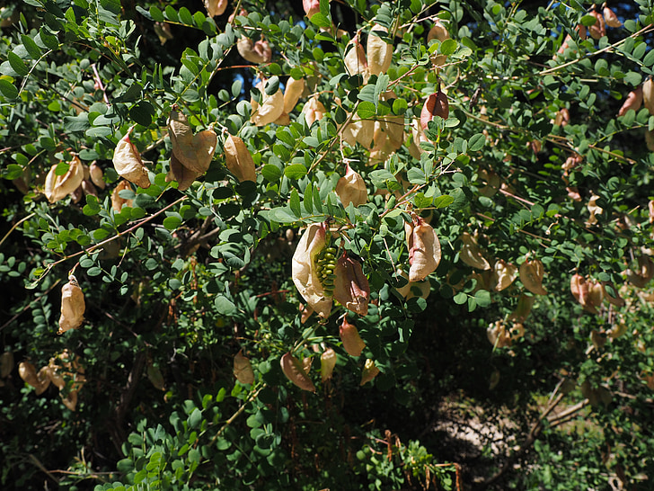arbuste de bulle jaune, Bush, colutea arborescens, Fabaceae, Faboideae, légumineuse, arbre