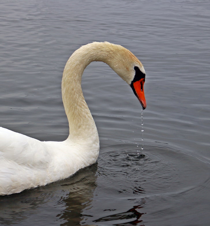 bird, swan, water bird, water, waters, drip, lake