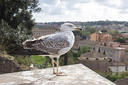 seagull, rome, italy, bird, europe