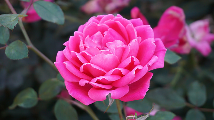 a rose, romance, beauty, aroma, pink, bloom, pink roses