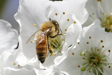 honeybee, cherry, blossom, pollination, insect, bee, nature