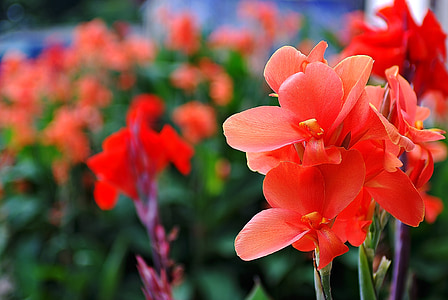 sommer, blomster, gladiolus