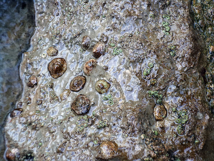 conchas, conchas do mar, pedra