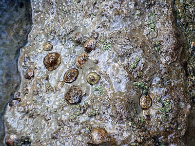 škrupiny, morské mušle, kameň