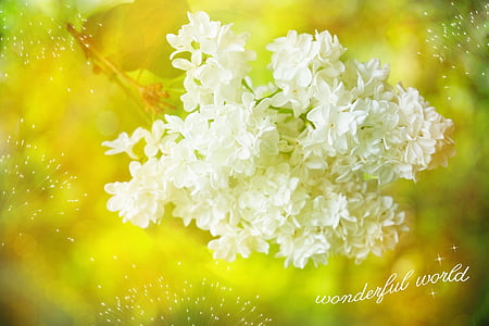 Leylak, Beyaz, çiçeği, Bloom, yazı tipi, tebrik kartı, doğa