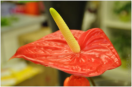 flor de flamenco, Anthurium, flor, rojo, flor exótica
