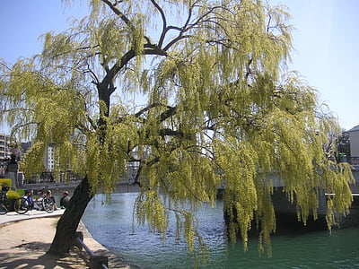 Saule, Hiroshima, naturel, été, arbre saule pleureur, arbre