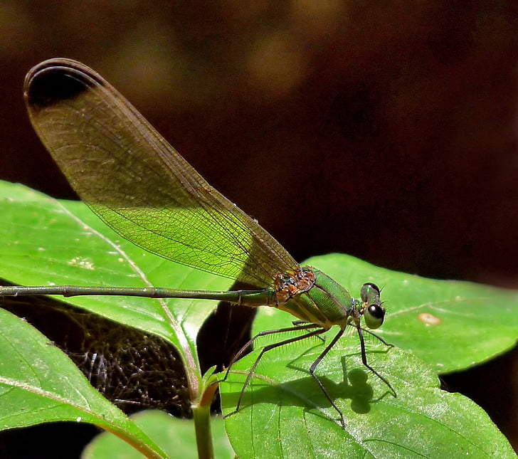 libélula, gloria de bosque punta negra, insectos, hoja, naturaleza, fuera de, hermosa