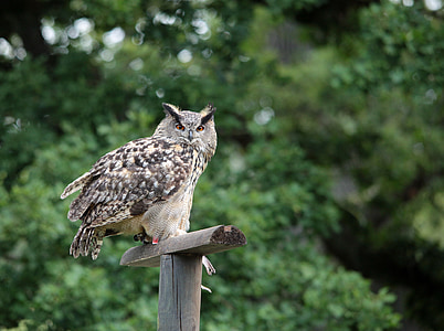 owl, eagle owl, feather, raptor, nocturnal, lighted eyes, plumage