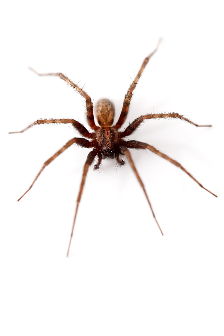 animal, arachnid, arachnophobia, background, brown, close, fear