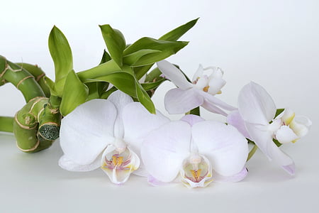 Orchidee, Orchidee Blume, Bambus, Glück-Bambus, Entspannung, Erholung, Gleichgewicht