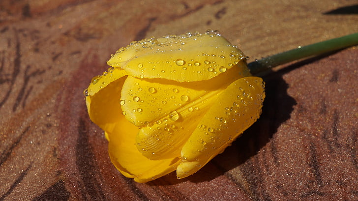 nature, plant, flower, yellow, lying, drops, water
