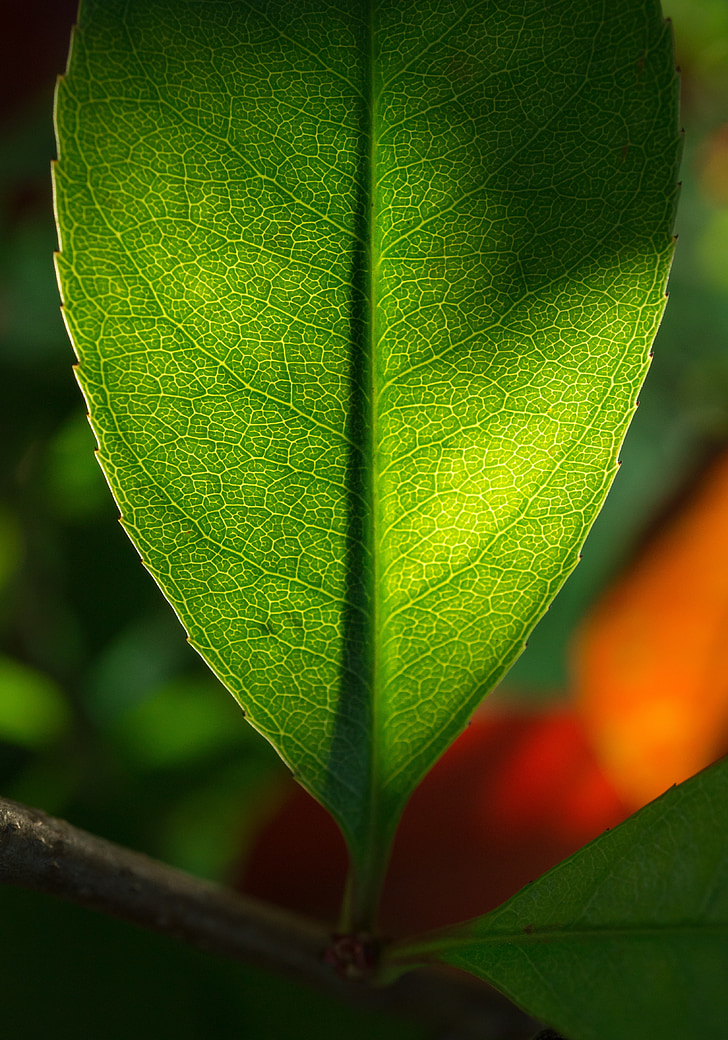 leaf, nature, green, the leaves, hwalyeob, abstract, plants