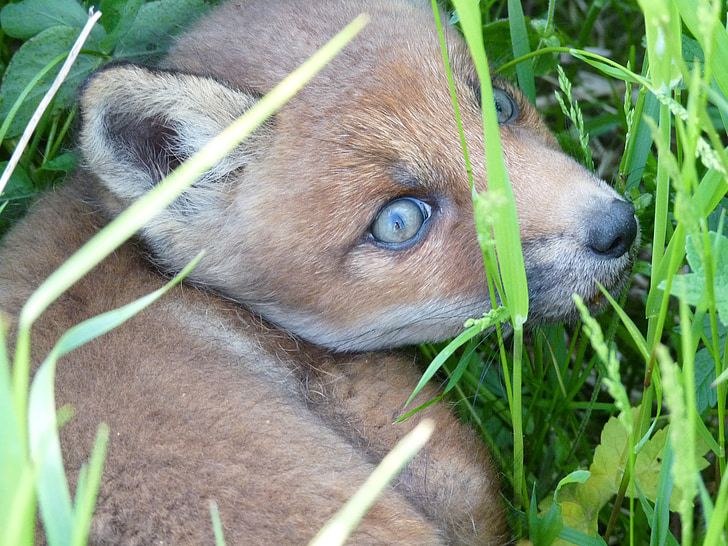 little, fox, scared, eyes, wild, animal, furry