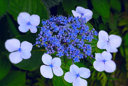 绣球花, kannonzaki, 横须贺, 日本神奈川, 日本, 蓝色, 多雨的季节