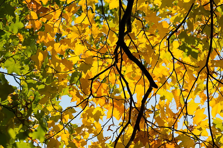 efterår, blad, gul, blade, gyldne efterår, blade i efteråret, efterår blade
