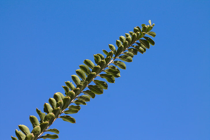 natura, albastru, cer, plante