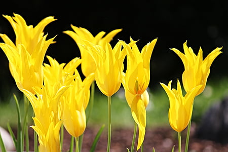 tulipany, żółty, kwiaty, wiosna, kwiat, wiosna kwiat, kwiaty cięte