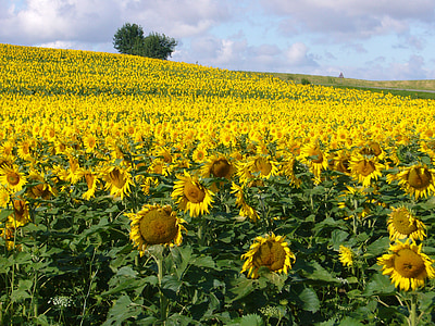 sunflowers, france, provence, sunny, colorful, blooming, europe