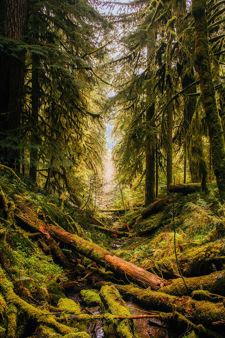 Oregon, krajina, Les, stromy, Woods, Příroda, venku