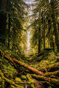 Oregon, maastik, metsa, puud, metsas, loodus, Õues