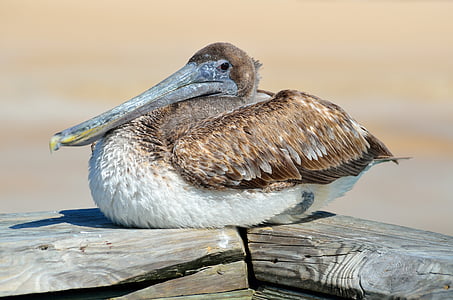 Pelican, fugl, aviær, hvile, natur, vand, dyr