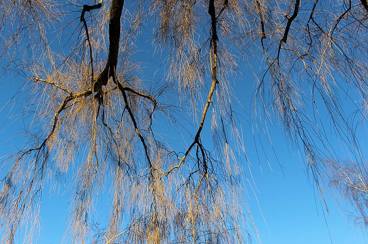 drzewo, estetyczne, Kahl, niebo, niebieski, zimowe, Początek zimy