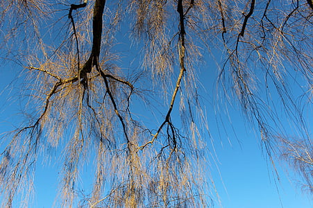 arbre, esthétique, Kahl, Sky, bleu, hiver, début de l’hiver