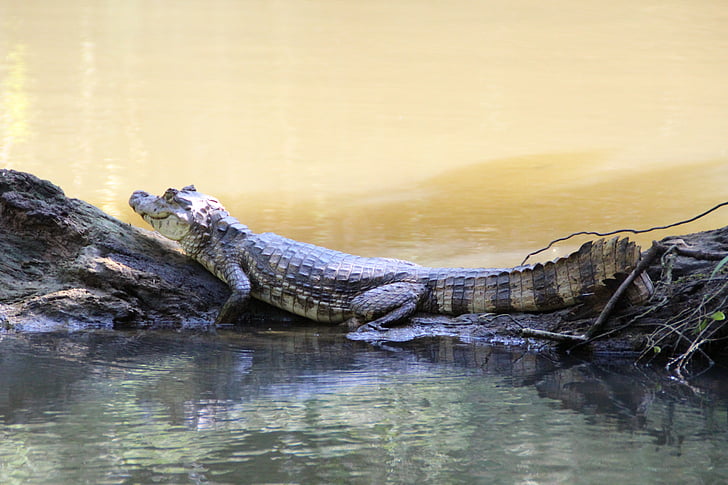 reptil, regnskog, Costa Rica