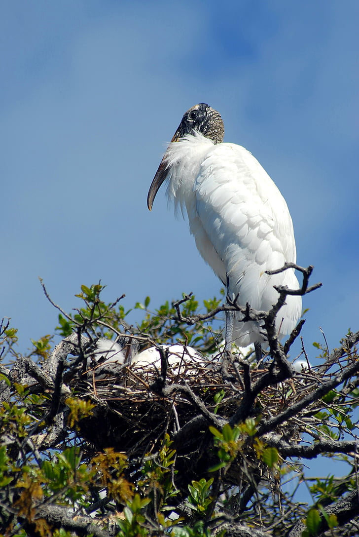 Wood stork, la nidification, NID, bébés, oiseau tropical, oiseau, aviaire